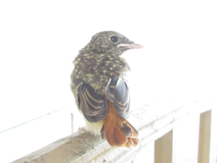 Phoenicurus auroreus