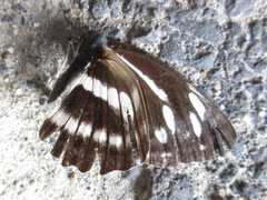 Neptis philyra