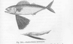 Butterfly Kingfish photo 3