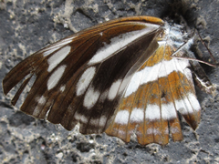 Neptis philyra