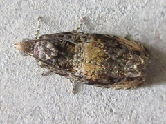 Olethreutinae