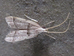 Deltoplastis apostatis