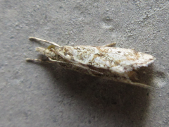 Microchilo inexpectellus
