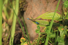 Mesamphiagrion