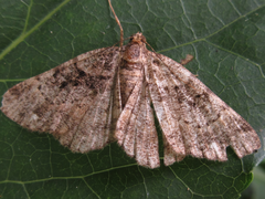 Geometridae