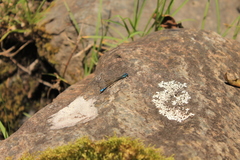 Mesamphiagrion