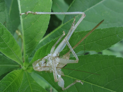 Tettigoniidae