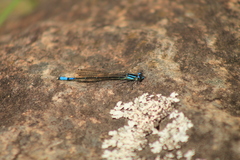 Mesamphiagrion
