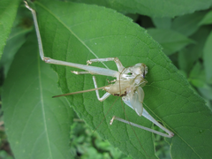 Tettigoniidae
