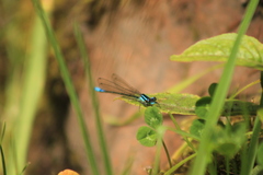 Mesamphiagrion