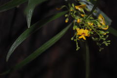 Daviesia arborea