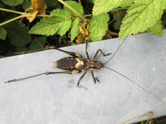 Paratlanticus palgongensis