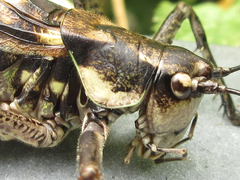 Paratlanticus palgongensis