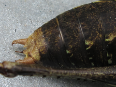 Paratlanticus palgongensis