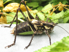 Paratlanticus palgongensis
