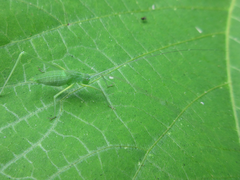 Tettigoniidae