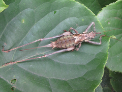 Paratlanticus palgongensis