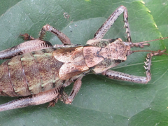 Paratlanticus palgongensis