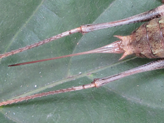 Paratlanticus palgongensis