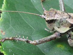 Paratlanticus palgongensis