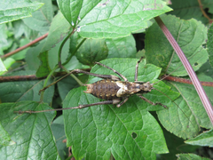 Paratlanticus palgongensis