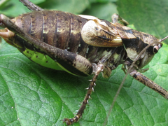 Paratlanticus palgongensis