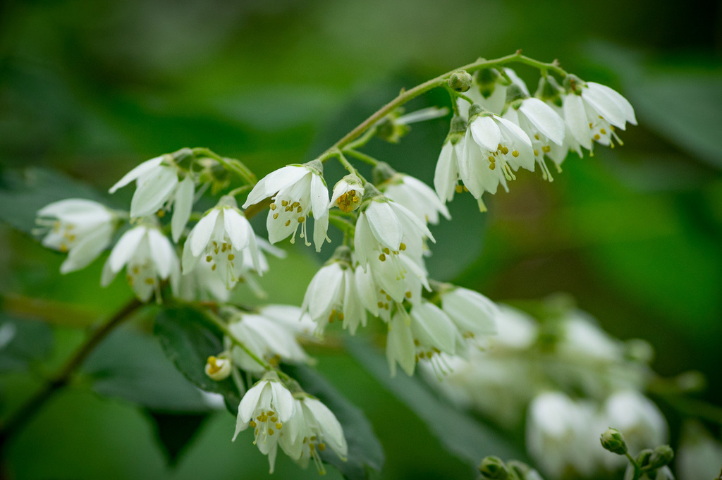 Deutzia gracilis — an easy houseplant, prefers full sun light
