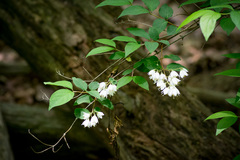 Deutzia gracilis