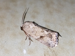 Spodoptera pecten
