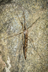 Tipula longiventris