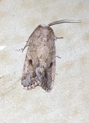 Spodoptera pecten