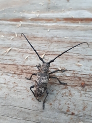 Lamiomimus gottschei