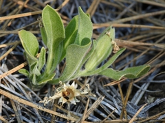 Silene salmonacea