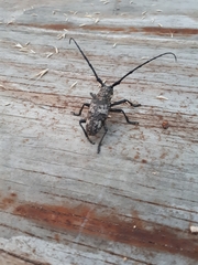 Lamiomimus gottschei