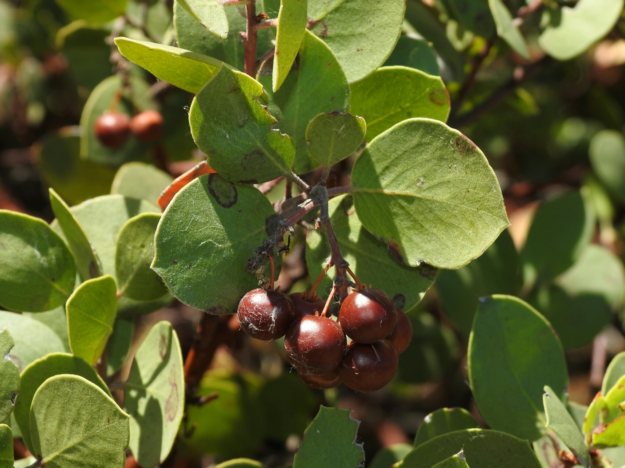 Arctostaphylos manzanita ssp. roofii