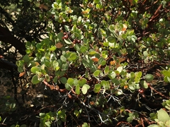 Arctostaphylos manzanita roofii