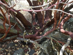 Arctostaphylos manzanita roofii