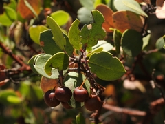 Arctostaphylos manzanita roofii
