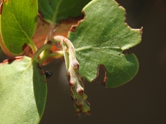 Arctostaphylos manzanita roofii