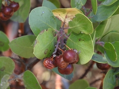 Arctostaphylos manzanita roofii