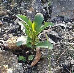 Goodenia decurrens