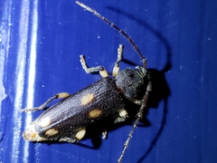 Tylonotus bimaculatus