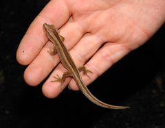 Toropuku inexpectatus