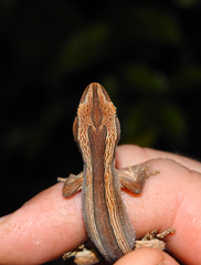 Toropuku inexpectatus