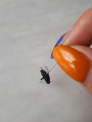 Protophormia terraenovae