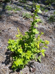 Ribes viscosissimum