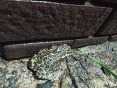 Bufotes viridis