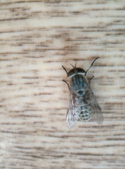 Tabanus bovinus