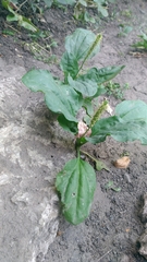 Plantago major