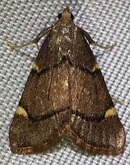 Hypsopygia thymetusalis